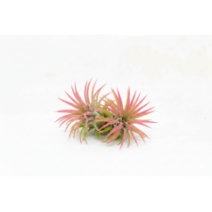 Tillandsia ionantha var. rubra  Categorías