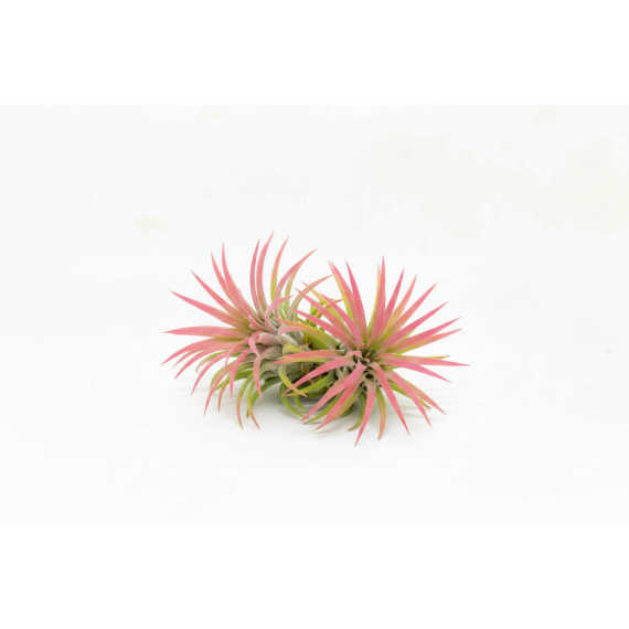 Tillandsia ionantha var. rubra Home