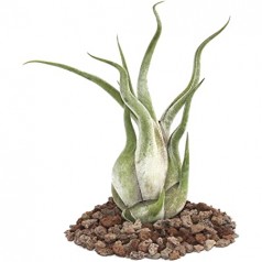 Tillandsia Caput Medusae  Inicio