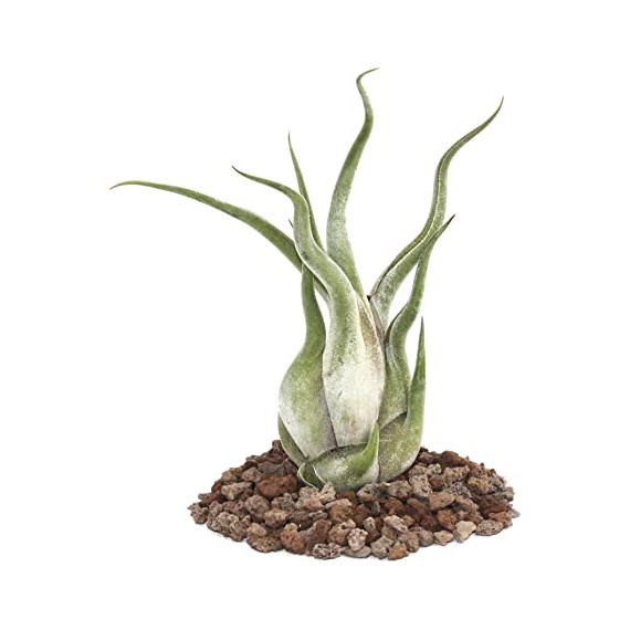 Tillandsia Caput Medusae  Categorías