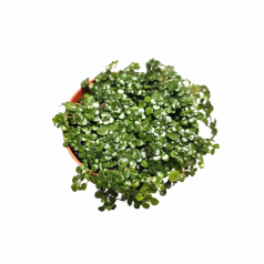 Pilea glauca  Inicio