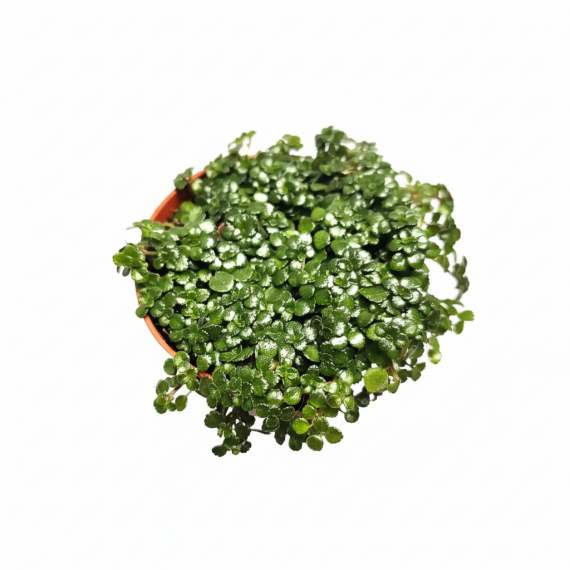 Pilea glauca  Inicio