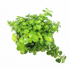 Pilea depressa  Categorías