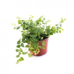 Ficus pumilla  Inicio