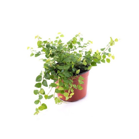 Ficus pumilla  Accueil