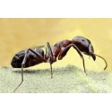 Reina de Camponotus barbaricus (con huevos) Anthouse  Hormigas Gratis