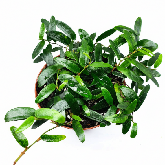 Ficus punctata  Accueil