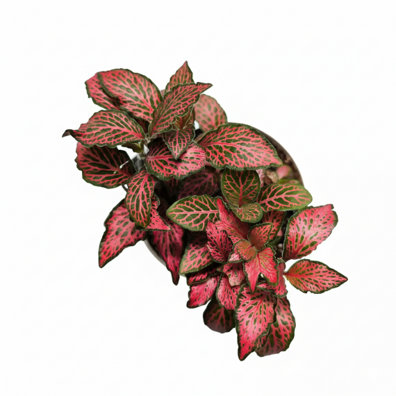 Fittonia verschaffeltii Small Leaf Red Special  Categorías