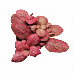 Fittonia verschaffeltii Big leaf (Pink Special)  Inicio