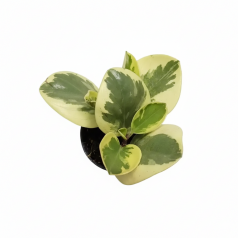Peperomia magnolifolia  Accueil