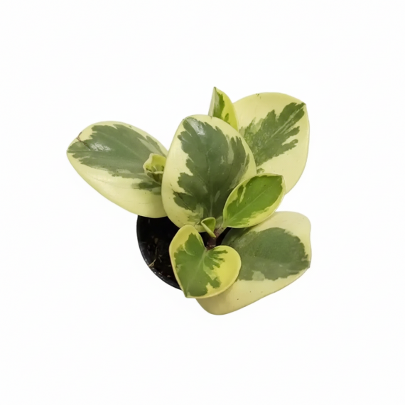 Peperomia magnolifolia  Inicio