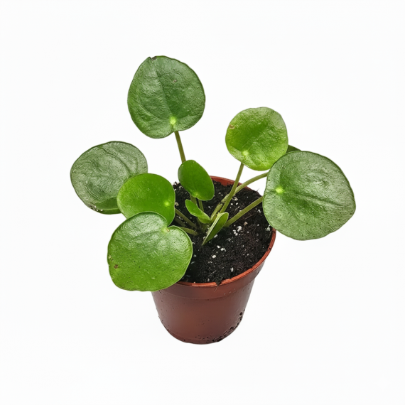 Pilea peperomioides Home
