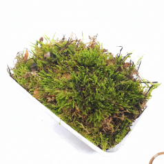 Muschio della foresta: contenitore da 1 l  Inicio
