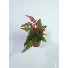 Helecho Pteris spp. (Athyrium)  Inicio