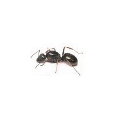 Queen of Formica lemani Ants Free