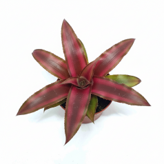 Cryptanthus Mixto  Accueil