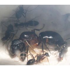 Colonia di Camponotus barbaricus Anthouse Formiche gratuite 2