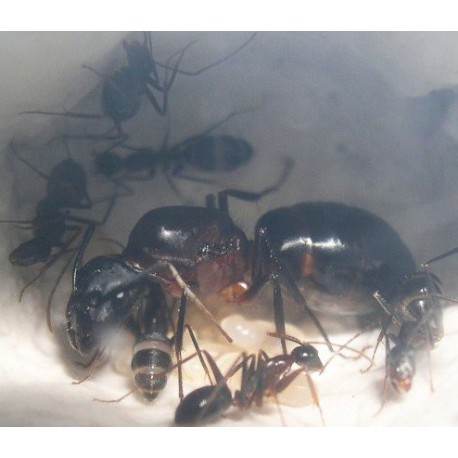 Colony of Camponotus barbaricus Ants Free Anthouse