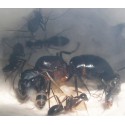 Colony of Camponotus barbaricus Ants Free Anthouse
