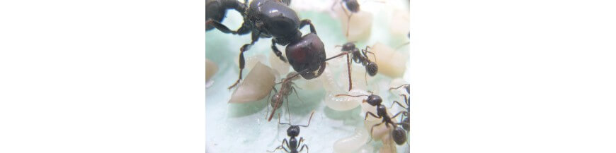 Fourmis et colonies de fourmis avec reine et reine GRATUITE