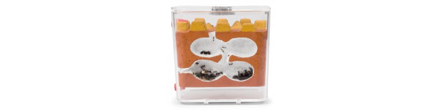 Ameisennest aus Gips, Y-Tong, Antikubik, Biorama-Ameisennest, Biorama, dekorative Ameisennester
