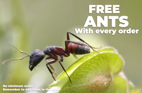 Hormigas gratis con cada pedido